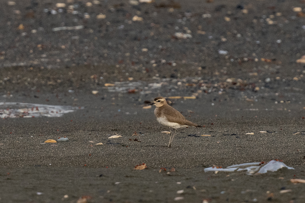 Caspian Plover